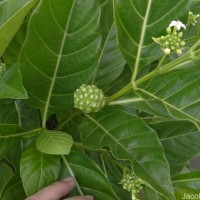 Morinda citrifolia L.